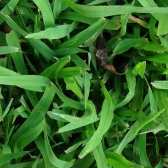 7-keeping_it_green_1